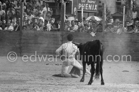Jose Montero defies the bull. Bullfight scenes at the corrida put on in Picasso\'s honor. Vallauris 1955. A bullfight Picasso attended (see "Picasso"). - Photo by Edward Quinn