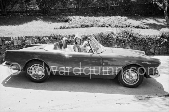 Some unexpected passengers, a Miniature Poodle and an Afghan Hound in the Alfa Romeo of David Niven and a special hat for his Swedish wife Hjordis Tersmeden. Saint-Jean-Cap-Ferrat 1961. Car: Alfa Romeo 2000 Spider Touring 1959. - Photo by Edward Quinn