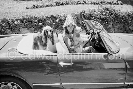 Some unexpected passengers, a Miniature Poodle and an Afghan Hound in the Alfa Romeo of David Niven and a special hat for his Swedish wife Hjordis Tersmeden. Saint-Jean-Cap-Ferrat 1961. Car: Alfa Romeo 2000 Spider Touring 1959. - Photo by Edward Quinn