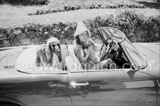 Some unexpected passengers, a Miniature Poodle and an Afghan Hound in the Alfa Romeo of David Niven and a special hat for his Swedish wife Hjordis Tersmeden. Saint-Jean-Cap-Ferrat 1961. Car: Alfa Romeo 2000 Spider Touring 1959. - Photo by Edward Quinn