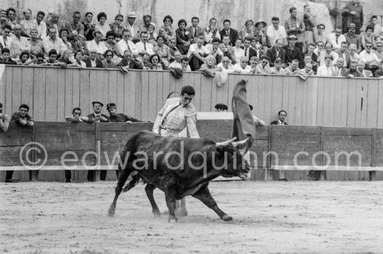 Antonio Ordóñez, a leading bullfighter in the 1950's and the last survivor of the dueling matadors chronicled by Hemingway in ''The Dangerous Summer''. Corrida des vendanges. Arles 1959. A bullfight Picasso attended (see "Picasso"). - Photo by Edward Quinn