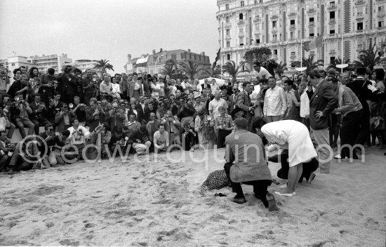 In 1963. Luchino Visconti got the "Palme d’Or" for his film "Il Gattopardo" ("The Leopard") at the Cannes Film Festival. Present at Cannes were Visconti, the actors Burt Lancaster and Claudia Cardinale and even a leopard, but a young and friendly one. Cannes 1956. - Photo by Edward Quinn