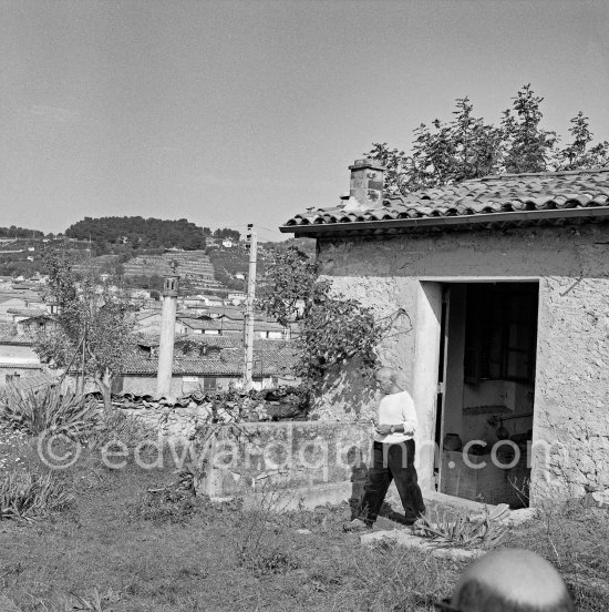 Pablo Picasso working in his sculpture studio Le Fournas making a sculpture figure with odds and ends from his scrap heap. Here he is collecting a branch to ad to the sculpture. The branch was later replaced by a key. The finished sculpture got the name "La femme à la clé (La Taulière)" ("Woman with a key"). Le Fournas, Vallauris 1953. - Photo by Edward Quinn