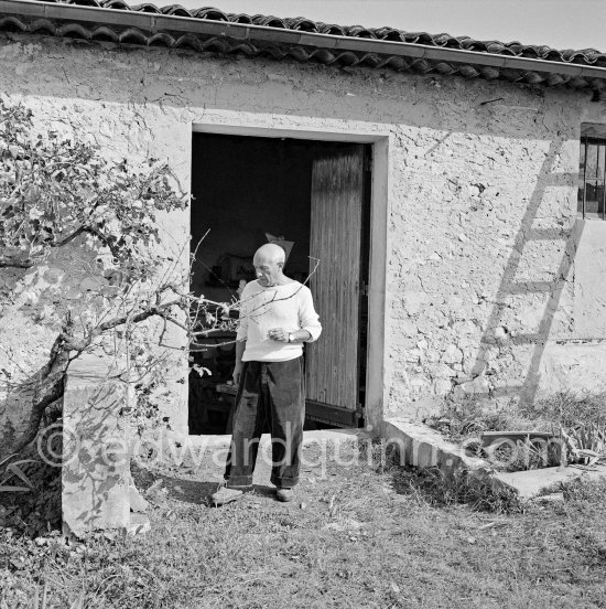 Pablo Picasso working in his sculpture studio Le Fournas making a sculpture figure with odds and ends from his scrap heap. Here he is collecting a branch to ad to the sculpture. The branch was later replaced by a key. The finished sculpture got the name "La femme à la clé (La Taulière)" ("Woman with a key"). Le Fournas, Vallauris 1953. - Photo by Edward Quinn