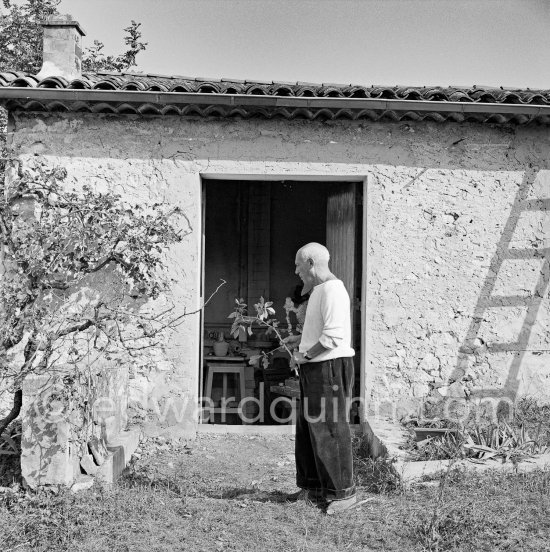 Pablo Picasso working in his sculpture studio Le Fournas making a sculpture figure with odds and ends from his scrap heap. Here he is collecting a branch to ad to the sculpture. The branch was later replaced by a key. The finished sculpture got the name "La femme à la clé (La Taulière)" ("Woman with a key"). Le Fournas, Vallauris 1953. - Photo by Edward Quinn