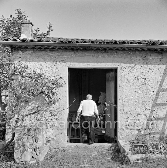 Pablo Picasso working in his sculpture studio Le Fournas making a sculpture figure with odds and ends from his scrap heap. Here he is collecting a branch to ad to the sculpture. The branch was later replaced by a key. The finished sculpture got the name "La femme à la clé (La Taulière)" ("Woman with a key"). Le Fournas, Vallauris 1953. - Photo by Edward Quinn