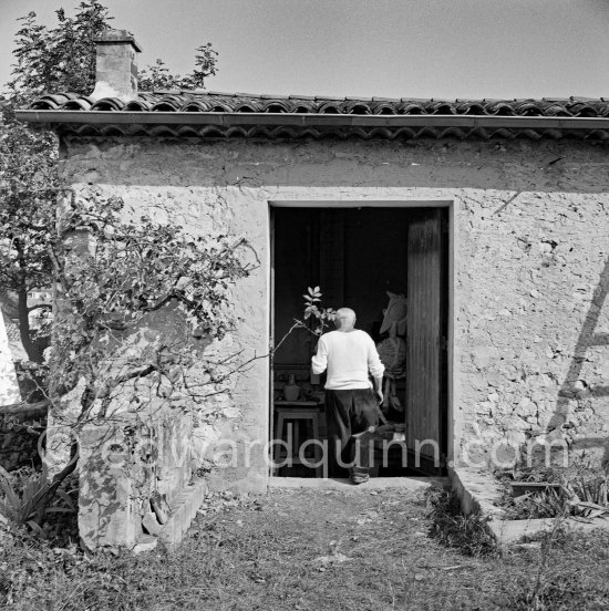Pablo Picasso working in his sculpture studio Le Fournas making a sculpture figure with odds and ends from his scrap heap. Here he is collecting a branch to ad to the sculpture. The branch was later replaced by a key. The finished sculpture got the name "La femme à la clé (La Taulière)" ("Woman with a key"). Le Fournas, Vallauris 1953. - Photo by Edward Quinn