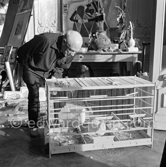 Pablo Picasso with his doves which live in a birdcage in his studio. La Californie, Cannes 1956. - Photo by Edward Quinn