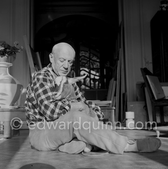 Pablo Picasso with the goat Esmeralda at Christmas 1956. She was a Christmas present from Jacqueline. La Californie, Cannes 1956. - Photo by Edward Quinn