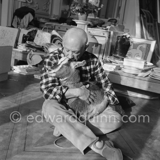 Pablo Picasso with the goat Esmeralda at Christmas 1956. She was a Christmas present from Jacqueline. La Californie, Cannes 1956. - Photo by Edward Quinn