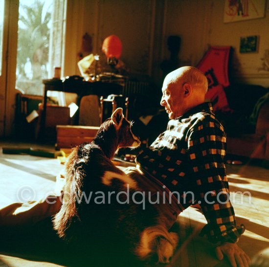 Pablo Picasso with the goat Esmeralda at Christmas 1956. She was a Christmas present from Jacqueline. La Californie, Cannes 1956. - Photo by Edward Quinn