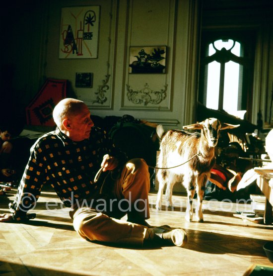 Pablo Picasso with the goat Esmeralda at Christmas 1956. She was a Christmas present from Jacqueline. La Californie, Cannes 1956. - Photo by Edward Quinn
