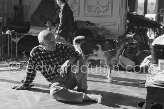 Pablo Picasso with the goat Esmeralda at Christmas 1956. She was a Christmas present from Jacqueline. With Claude Picasso and Jacqueline. La Californie, Cannes 1956. - Photo by Edward Quinn