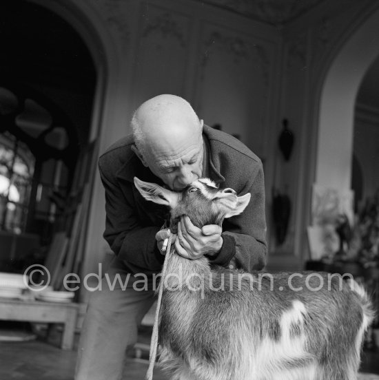 Pablo Picasso with the goat Esmeralda at Christmas 1956. She was a Christmas present from Jacqueline. La Californie, Cannes 1956. - Photo by Edward Quinn