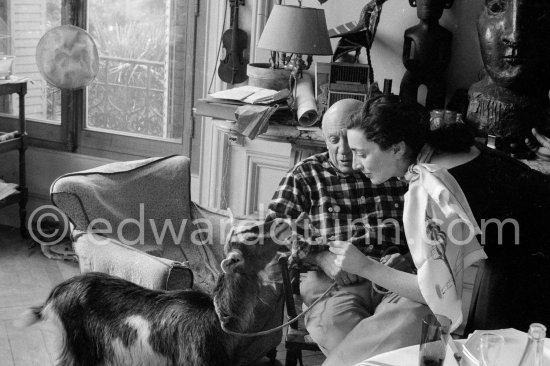 Pablo Picasso and Jacqueline with the goat Esmeralda at Christmas 1956. She was a Christmas present from Jacqueline. La Californie, Cannes 1956. - Photo by Edward Quinn