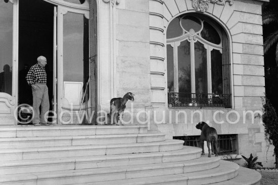 Picasso at Christmas with Esmeralda, the goat he received from Jacqueline and boxer Jan. La Californie, Cannes 1956. - Photo by Edward Quinn
