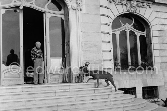Picasso at Christmas with Esmeralda, the goat he received from Jacqueline and boxer Jan. La Californie, Cannes 1956. - Photo by Edward Quinn