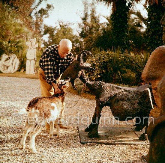 Pablo Picasso at Christmas with Esmeralda, the goat he received from Jacqueline. La Californie, Cannes 1956. - Photo by Edward Quinn