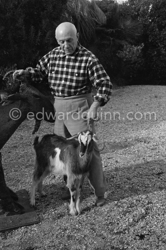 Pablo Picasso at Christmas with Esmeralda, the goat he received from Jacqueline. La Californie, Cannes 1956. - Photo by Edward Quinn