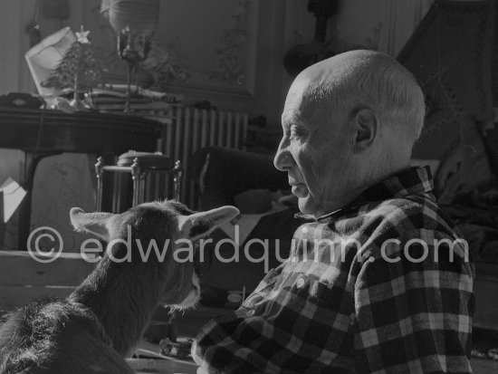 Picasso with the goat Esmeralda at Christmas 1956. She was a Christmas present from Jacqueline. La Californie, Cannes 1956. - Photo by Edward Quinn