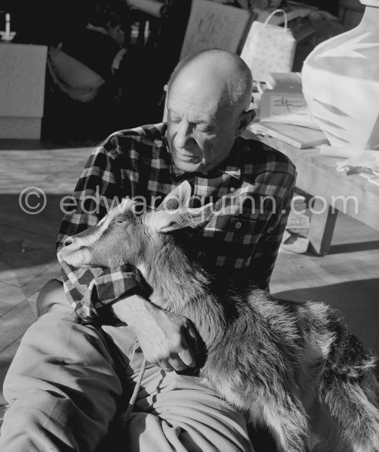 Picasso with the goat Esmeralda at Christmas 1956. She was a Christmas present from Jacqueline. La Californie, Cannes 1956. - Photo by Edward Quinn