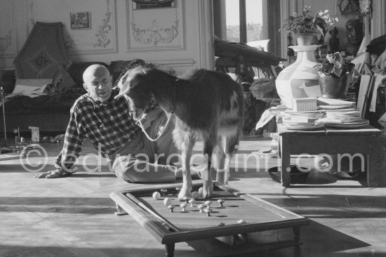 Pablo Picasso with the goat Esmeralda at Christmas 1956. She was a Christmas present from Jacqueline. La Californie, Cannes 1956. - Photo by Edward Quinn