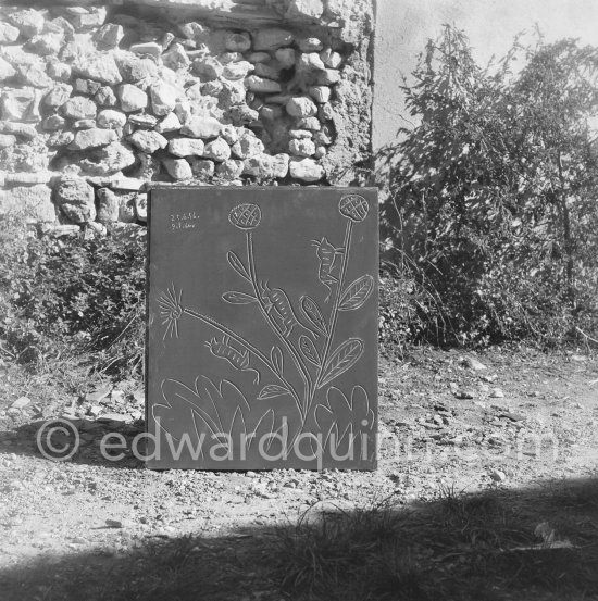 A Pablo Picasso linoblock in the garden of lthe priter Hidalgo Arnéra. Vallauris 1960. - Photo by Edward Quinn