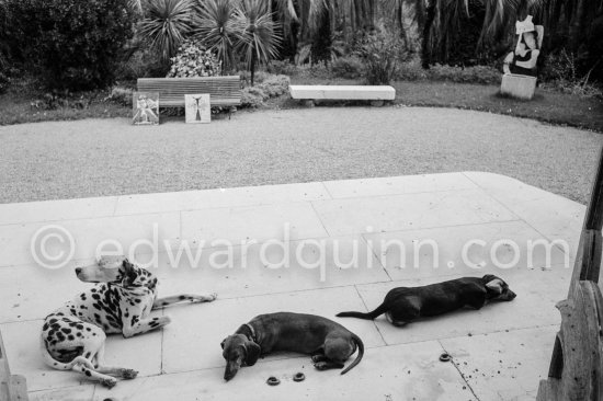 Perro, Lump and Ma Jolie on the terrasse of La Californie Cannes 1961. - Photo by Edward Quinn