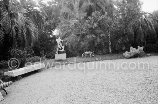 Dalmatian dog Perro in the gardens of La Californie. La Californie Cannes 1961. - Photo by Edward Quinn