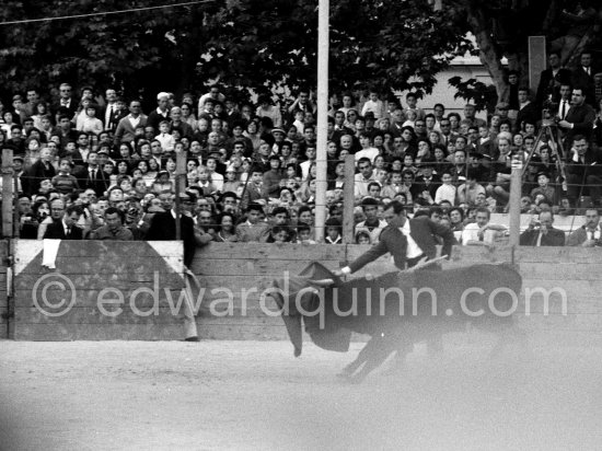 Bullfight put on in Pablo Picasso\'s honor (80th birthday). Luis Miguel Dominguin. The bullfighters Dominguin and Domingo Ortega killed a bull but this was forbidden in France. Pablo Picasso paid the fine of 5000 Francs. Vallauris 29.10.1961. - Photo by Edward Quinn