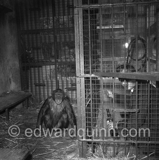 Prince Rainier feeding (or giving medication?) 3-year-old chimpanzee Tanagra at his wintering grounds inside a greenhouse at the palace. During summertime, the ape lived outdoors. Monaco-Ville 1954. - Photo by Edward Quinn