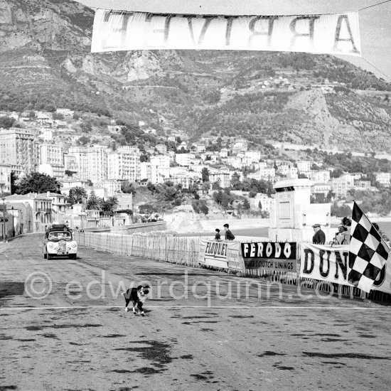 Doggy taking part in the regularity speed test on the circuit of the Monaco Grand Prix. Rallye Monte Carlo 1953.. N° 227 Imhof / Baxter on Sunbeam Talbot 90. Rallye Monte Carlo 1953. To prevent the competitors from taking the timekeepers by surprise and passing without being spotted the organisers decided to paint the front wings of the cars white with washable paint. This enabled the officials to identify them a long way off even if their rally plates were not easily visible because of dirt or their position on the car. (Louche p. 118) - Photo by Edward Quinn