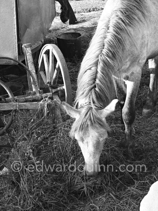 Gypsies on the occasion of the yearly pilgrimage and festival of the Gypsies in honor of Saint Sara, Saintes-Maries-de-la-Mer in 1953. - Photo by Edward Quinn