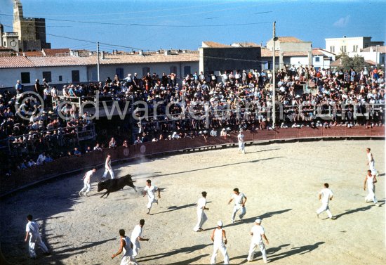 Camargue: "course camarguaise". This is a bloodless bullfight  in which the objective is to snatch a rosette from the head of a young bull. Arènes des Saintes-Maries-de-la-Mer in 1953. - Photo by Edward Quinn