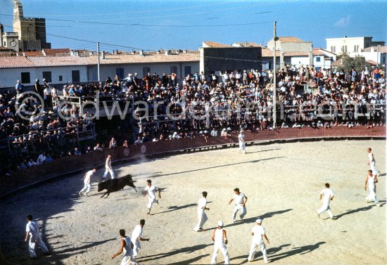 Camargue: "course camarguaise". This is a bloodless bullfight in which the objective is to snatch a rosette from the head of a young bull. Arènes des Saintes-Maries-de-la-Mer in 1953. - Photo by Edward Quinn