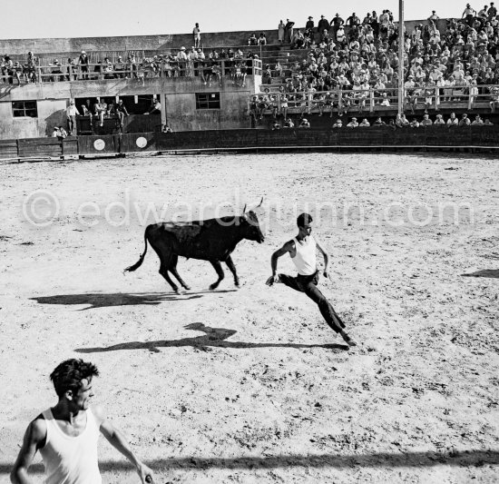 Camargue: "course camarguaise". This is a bloodless bullfight  in which the objective is to snatch a rosette from the head of a young bull. Arènes des Saintes-Maries-de-la-Mer in 1953. - Photo by Edward Quinn