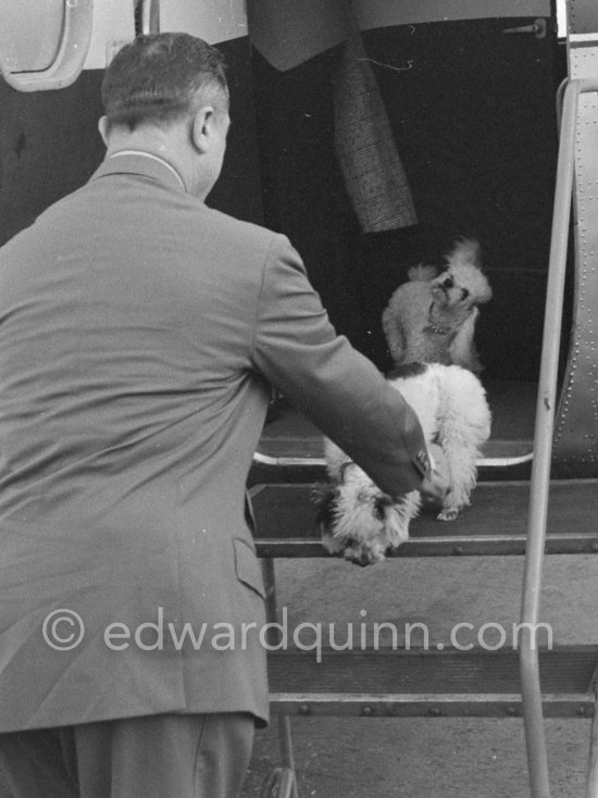 Elizabeth Taylor arriving at Nice Airport to spend a short holiday at Villa Fiorentina, Saint-Jean-Cap-Ferrat. With her were her two sons Michael and Christopher Wilding. Also travelling with her were her two doggies. Nice 1957. - Photo by Edward Quinn