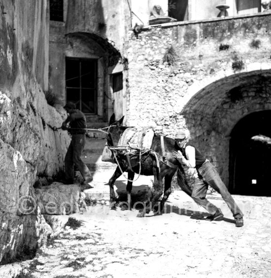 The stubborn donkey. Tourrettes-sur-Loup - Photo by Edward Quinn