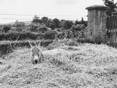 A donkey at a horse farm on the Dublin mountains near Kilkee 1963. - Photo by Edward Quinn