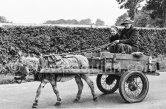 Donkey and cart. Dublin 1963. - Photo by Edward Quinn