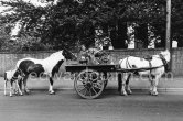 Travellers near Stillorgan.  Dublin 1963. - Photo by Edward Quinn