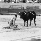 Bullfighter Chamaco face to face with the bull. Corrida des vendanges. Arles 1959. A bullfight Picasso attended (see "Picasso"). - Photo by Edward Quinn