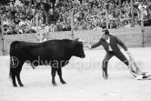 Bullfight put on in Picasso's honor (80th birthday). Luis Miguel Dominguin. The Bullfighters Dominguin and Domingo Ortega killed a bull but this was forbidden in France. Picasso paid the fine of 5000 Francs. Vallauris 29 Oct 1961. A bullfight Picasso attended (see "Picasso"). - Photo by Edward Quinn