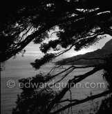 Mediterranean trees. Esterel. Riviera sights 1951. - Photo by Edward Quinn