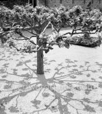 Mediterranean plane tree. Riviera sights 1951. - Photo by Edward Quinn