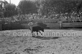 Pepe Luis Marca, Spanish bullfighter, in action during the bullfight which Picasso organized at Vallauris. Vallauris 1954. A bullfight Picasso attended (see "Picasso"). - Photo by Edward Quinn