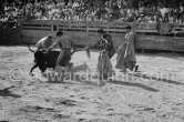 Jose Montero in trouble at the first corrida of Vallauris 1954. A bullfight Picasso attended (see "Picasso"). - Photo by Edward Quinn