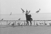 Man with seagulls on the Promenade des Anglais, Nice 1958. - Photo by Edward Quinn