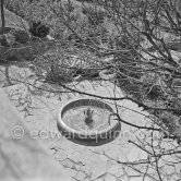 The garden of La Galloise, Vallauris 1953. - Photo by Edward Quinn