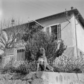 Pablo Picasso's boxer dog Jan was quite friendly when one was inside the house, but it was always very difficult to get through the garden without one's trouser leg behind tugged. La Galloise, Vallauris 1953. - Photo by Edward Quinn